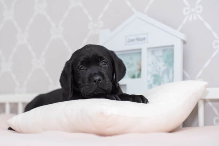 Tierbetten reinigen – hygienisch sauber und ganz ohne Putzmittel – Team Clean